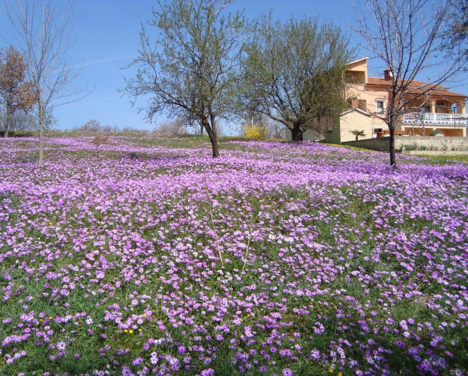 Apartments Alice Green Oasis - Porec Bilik gambar